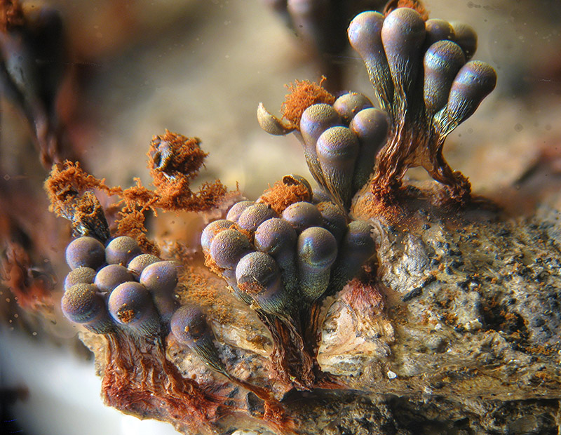 Metatrichia vesparium